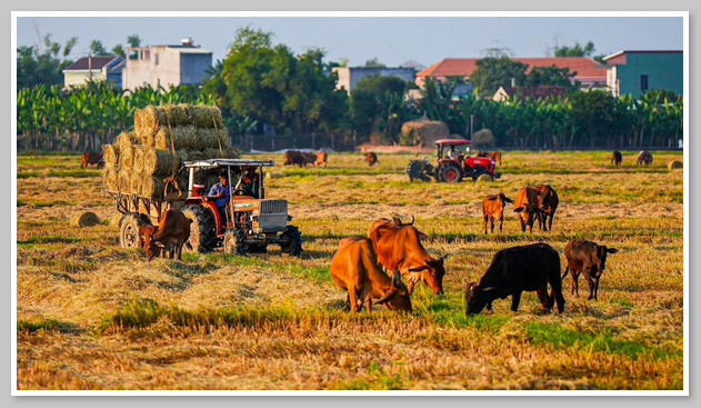 Khung cảnh mùa thu hoạch lúa ở xã Phước Hiệp Tuy Phước Bình Định